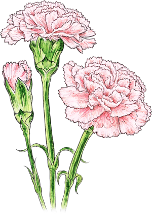 カーネーション